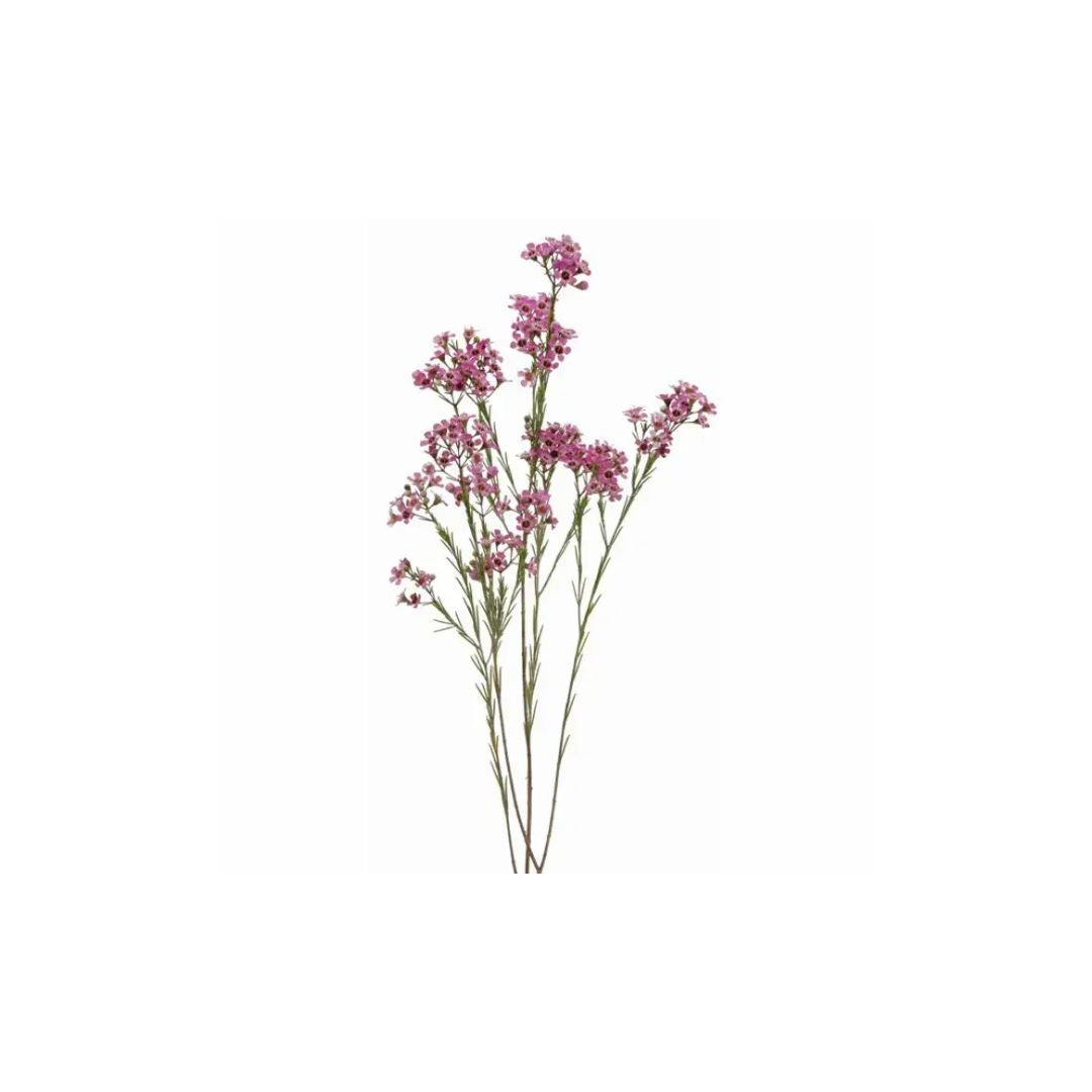 Wax Flower