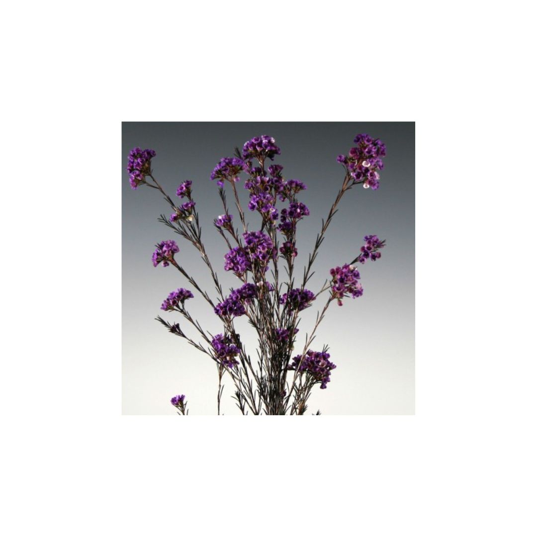 Wax Flower