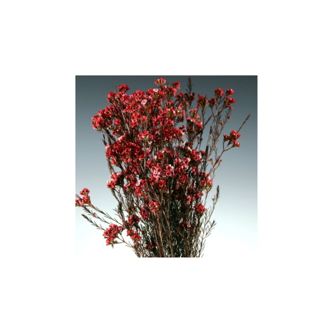Wax Flower