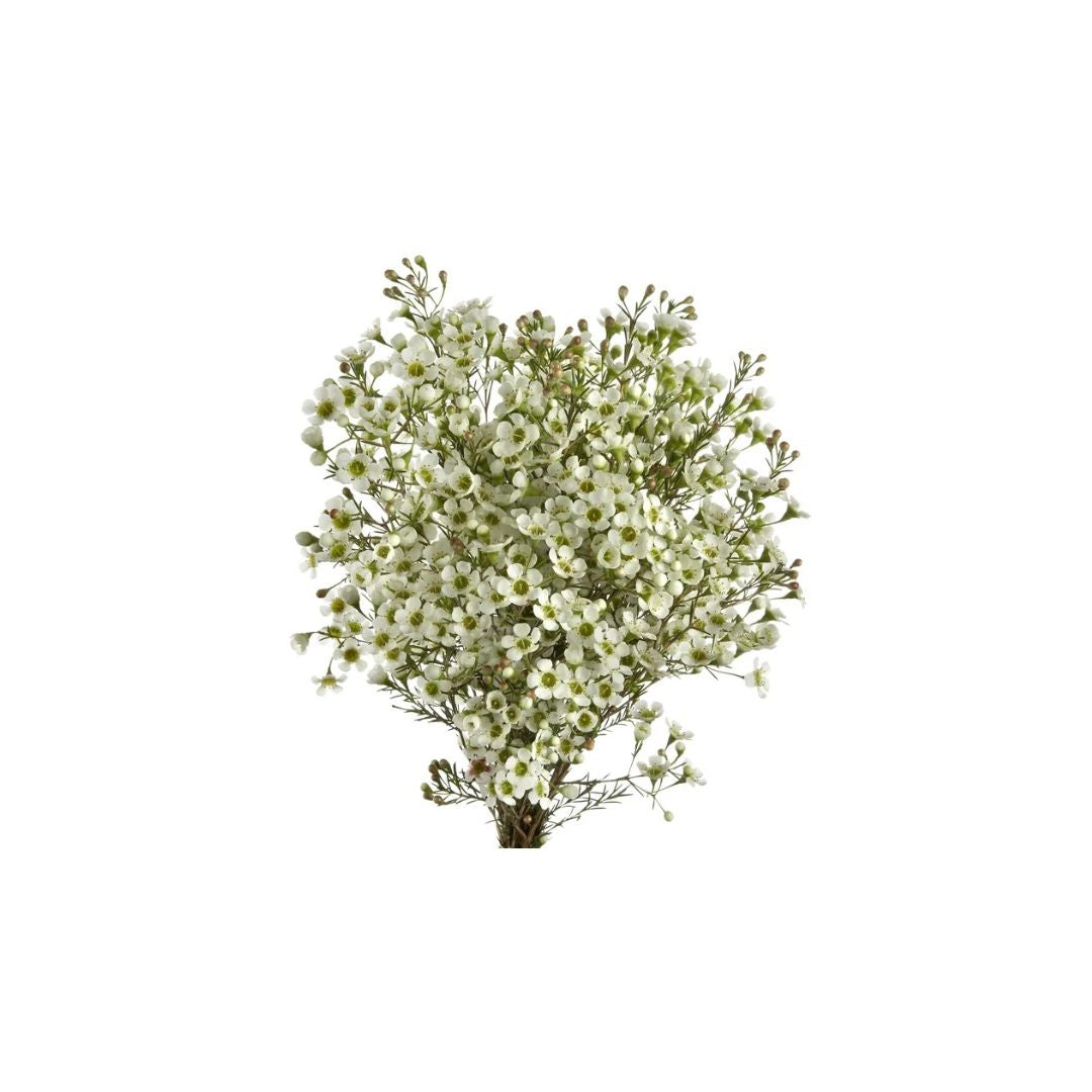 Wax Flower