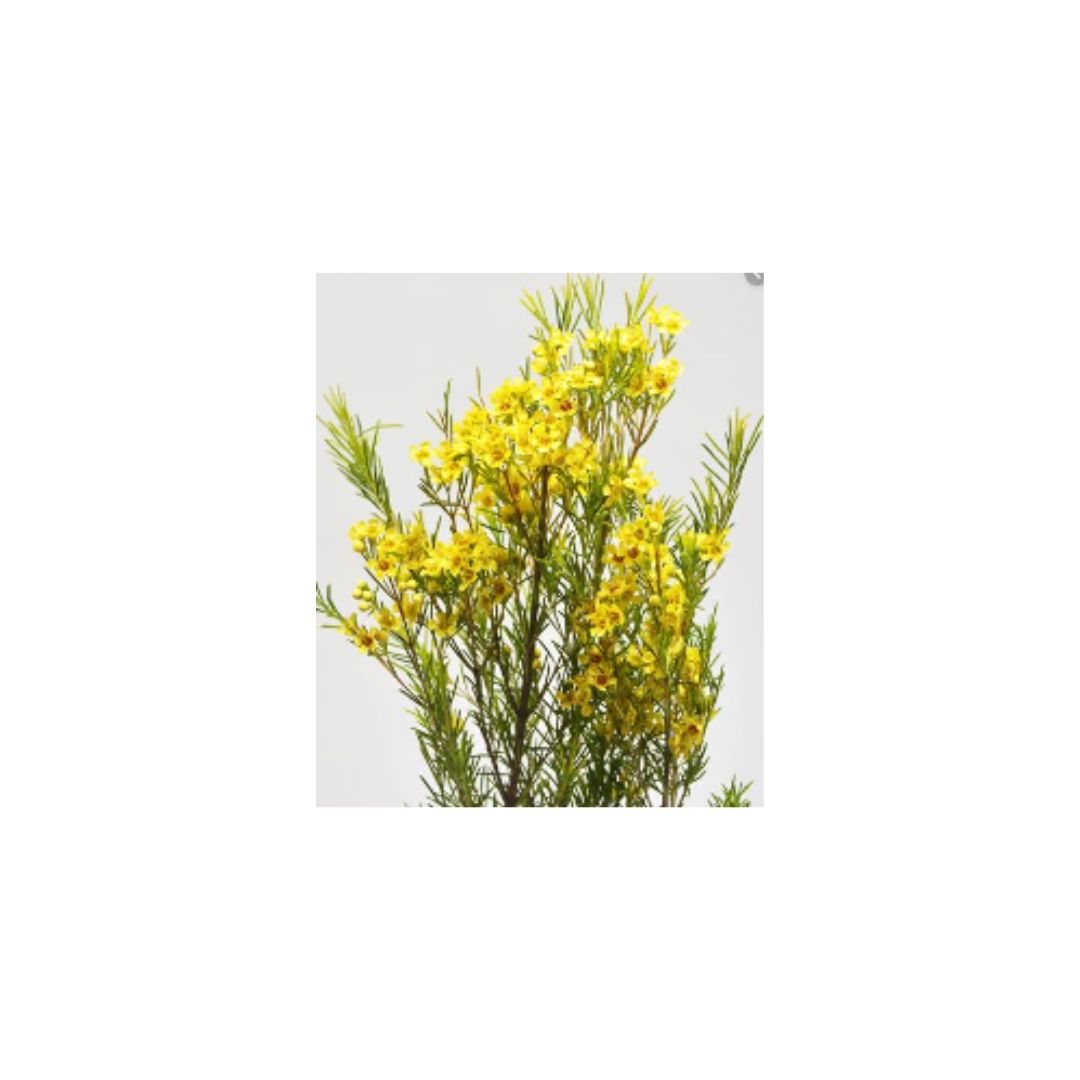 Wax Flower