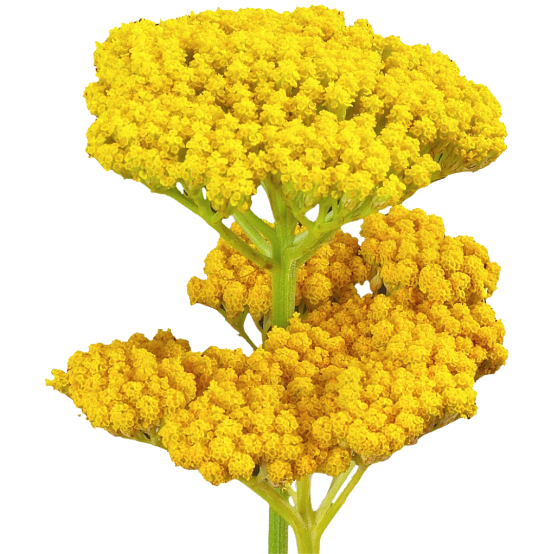 Yarrow