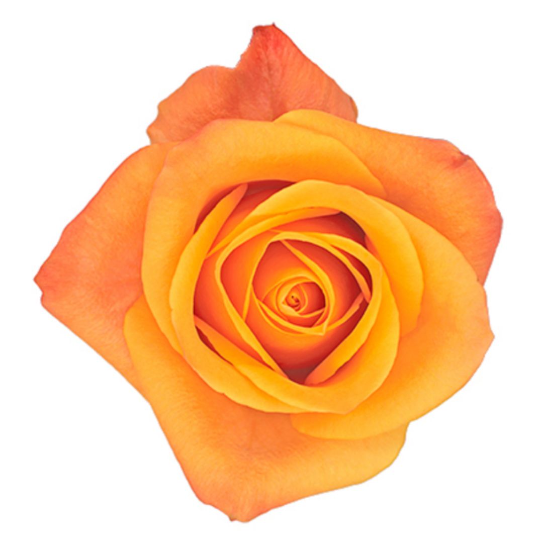Rose Aloha