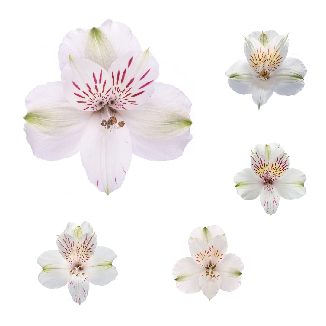 Alstroemeria