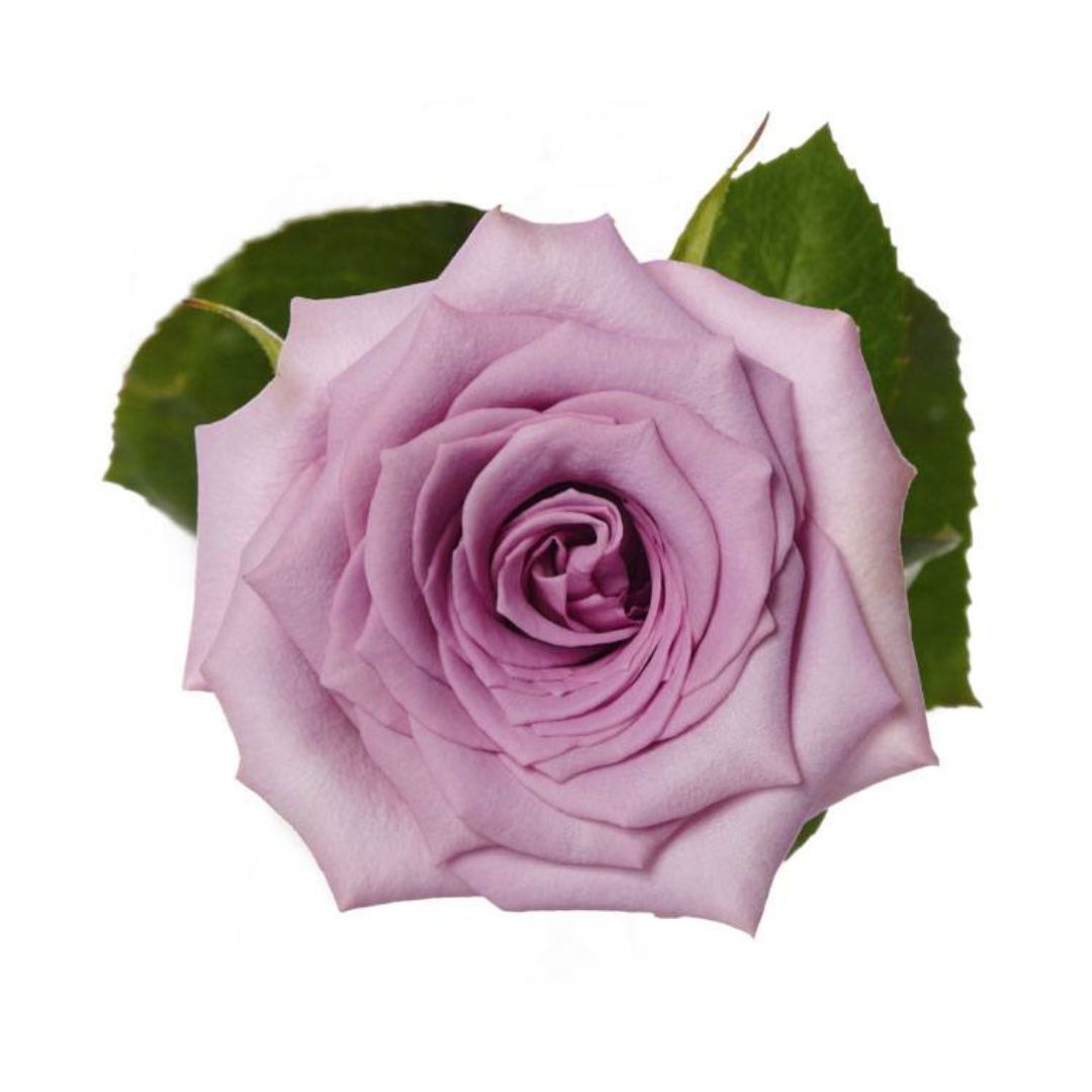 Rose Avant Garde
