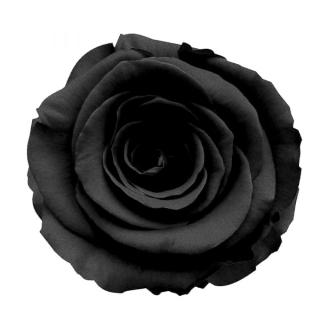 Rose Tinted