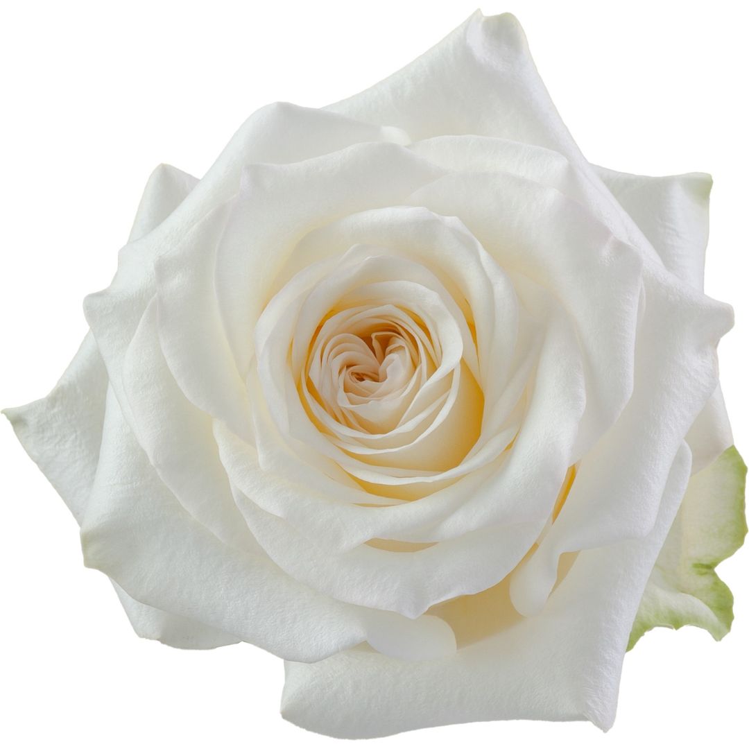 Rose Candlelight