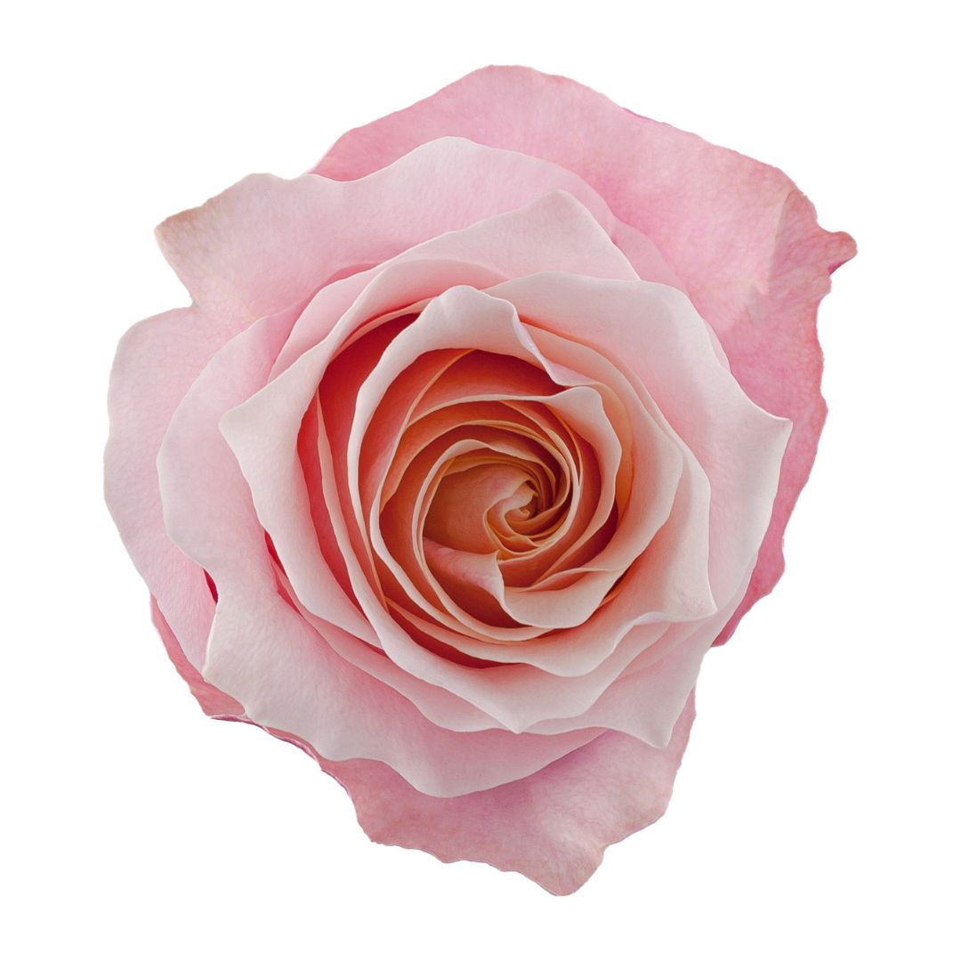 Rose Flamingo