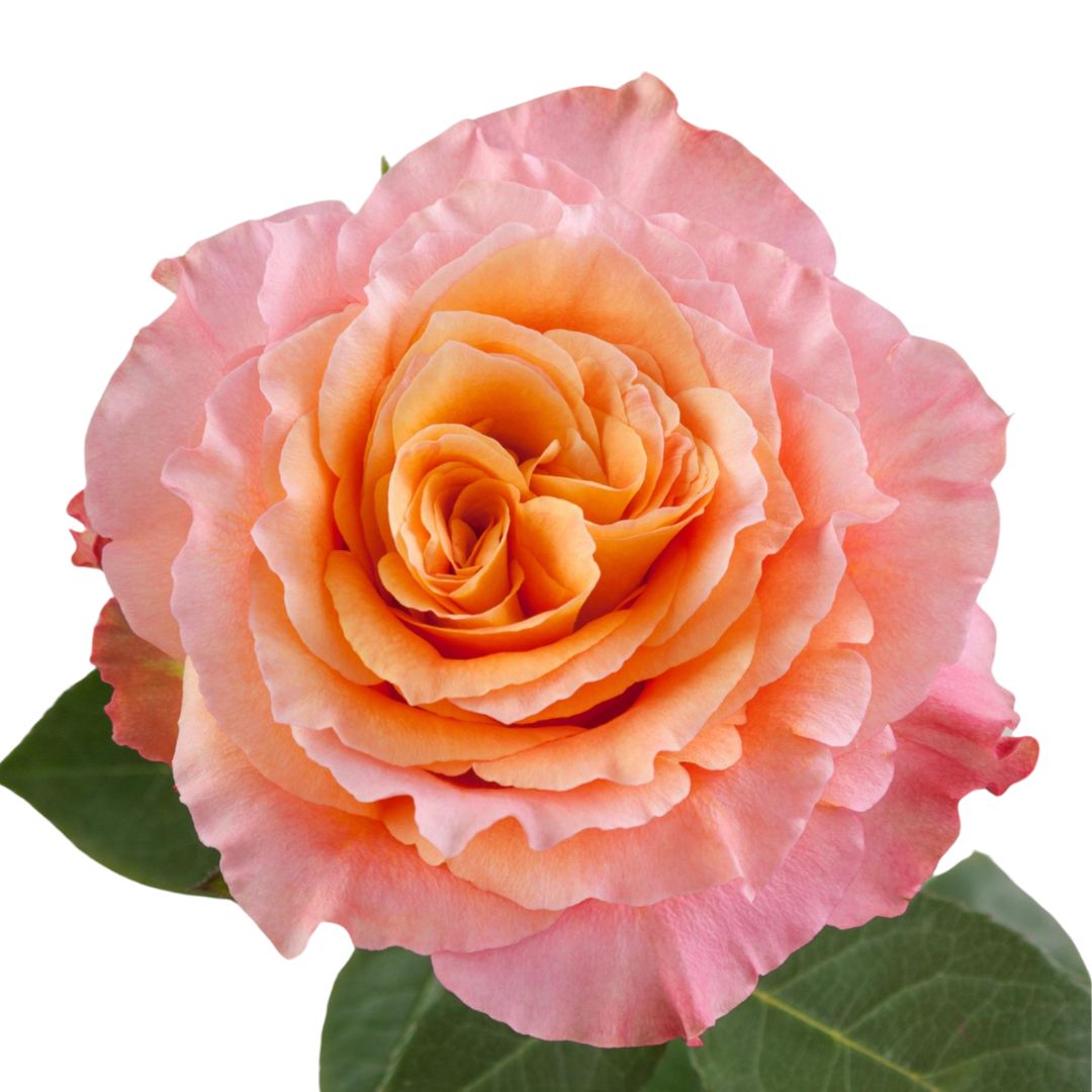 Rose Free Spirit