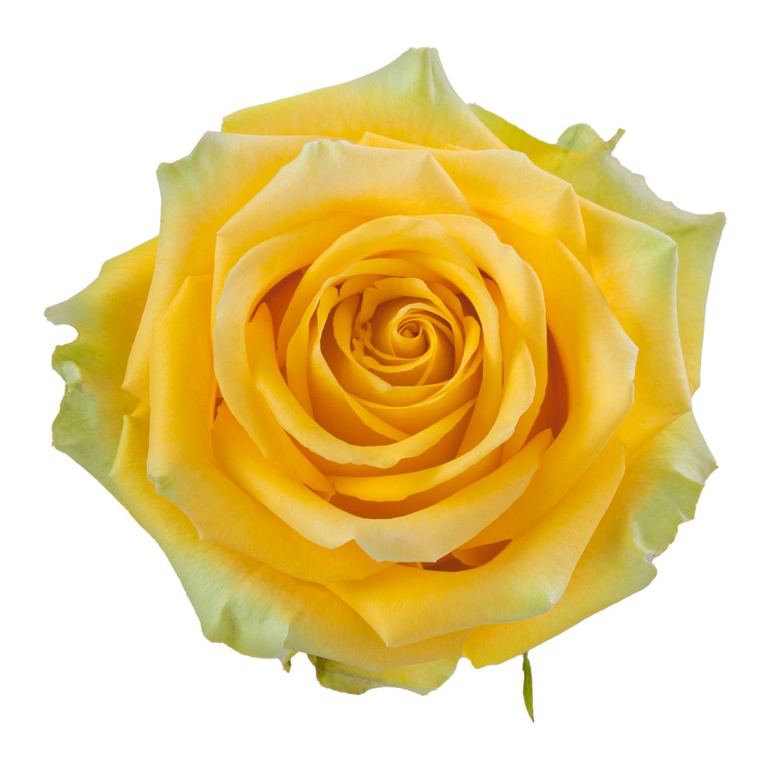 Rose High and Exotic