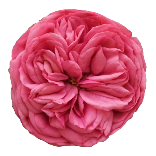 Garden Rose Pink Piano