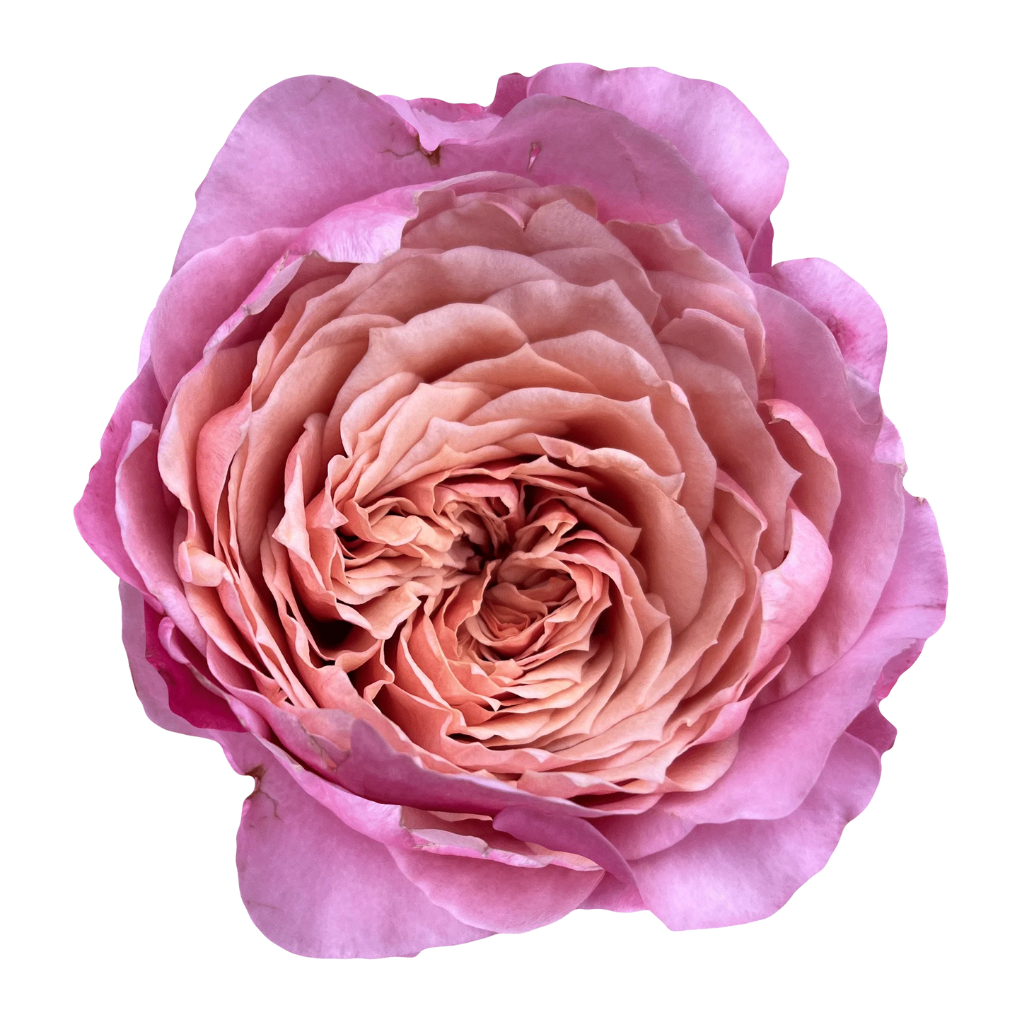 Garden Rose Wabara Miyabi