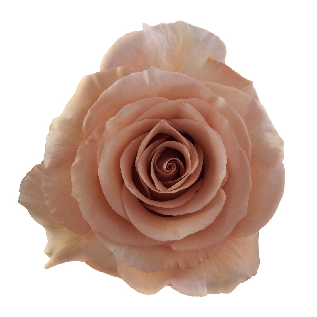 Rose Moab