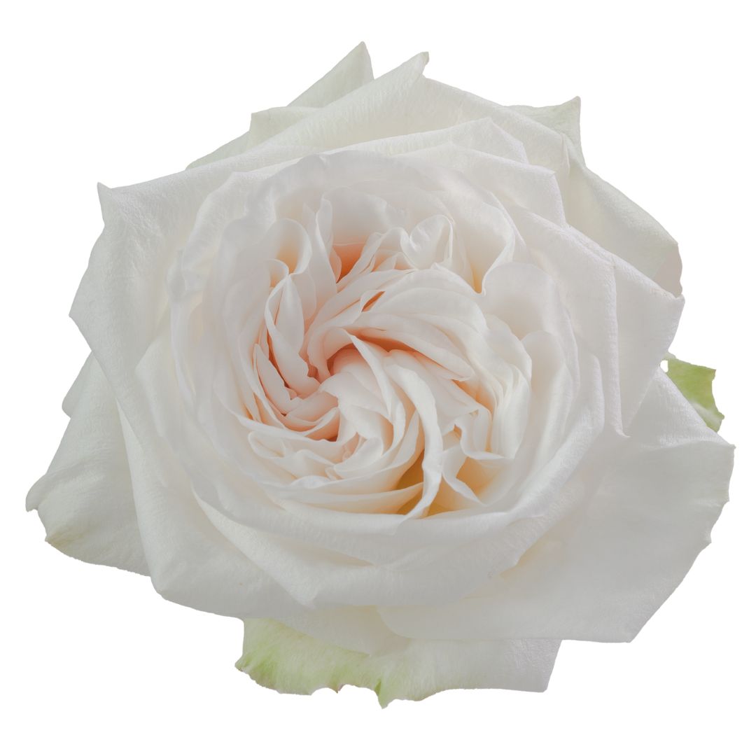 Rose O'hara