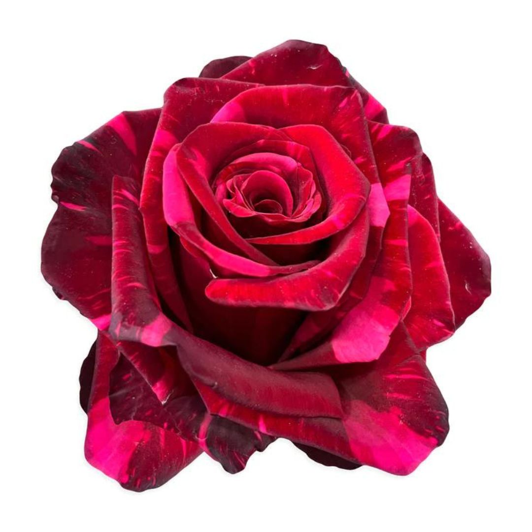 Rose Red Panther