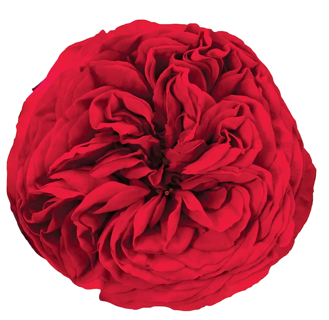 Garden Rose Red Piano