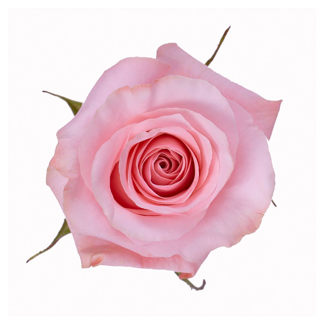 Rose Be Sweet