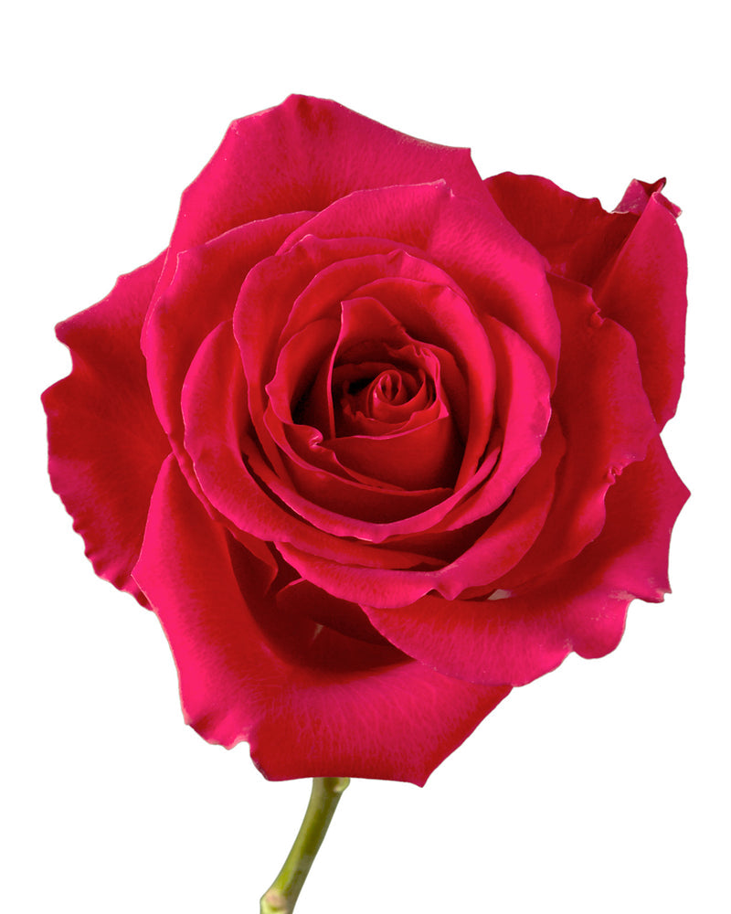 Rose Gotcha