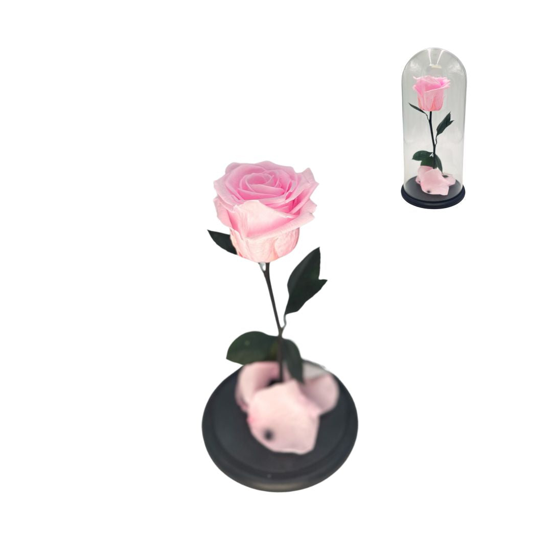 Preserved Rose Glass Dome - Stem & Flower