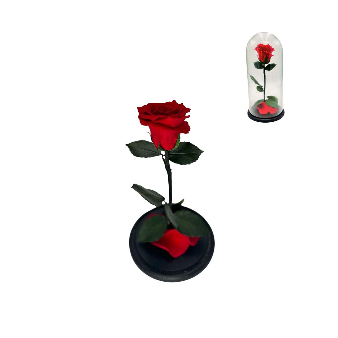 Preserved Rose Glass Dome - Stem & Flower