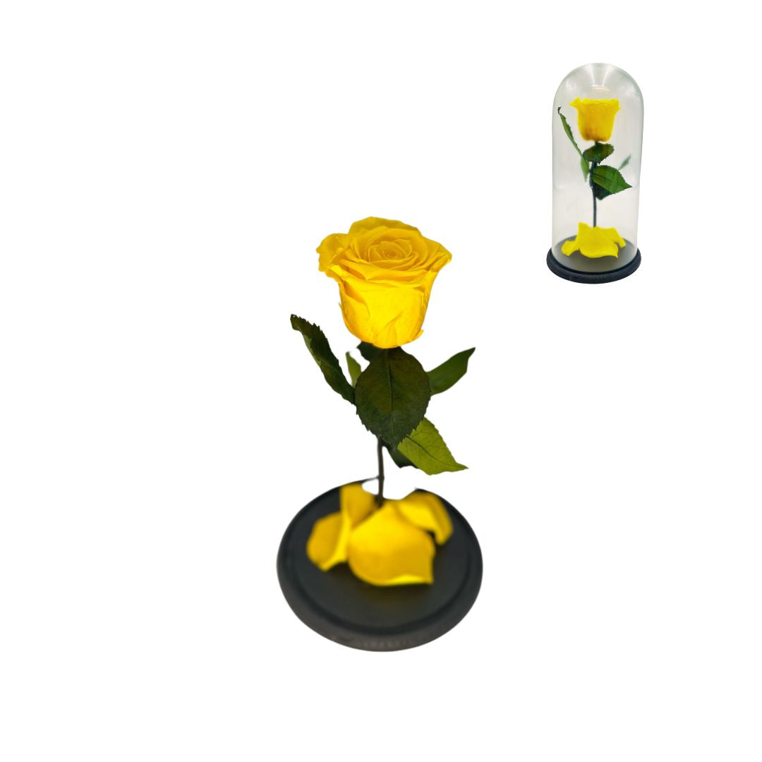Preserved Rose Glass Dome - Stem & Flower