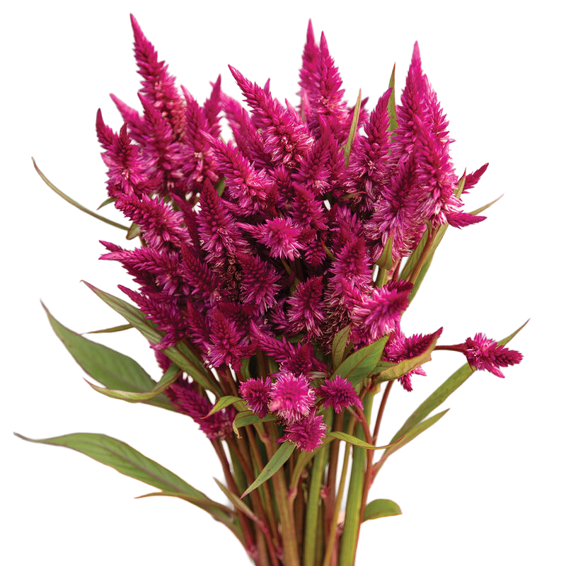 Celosia