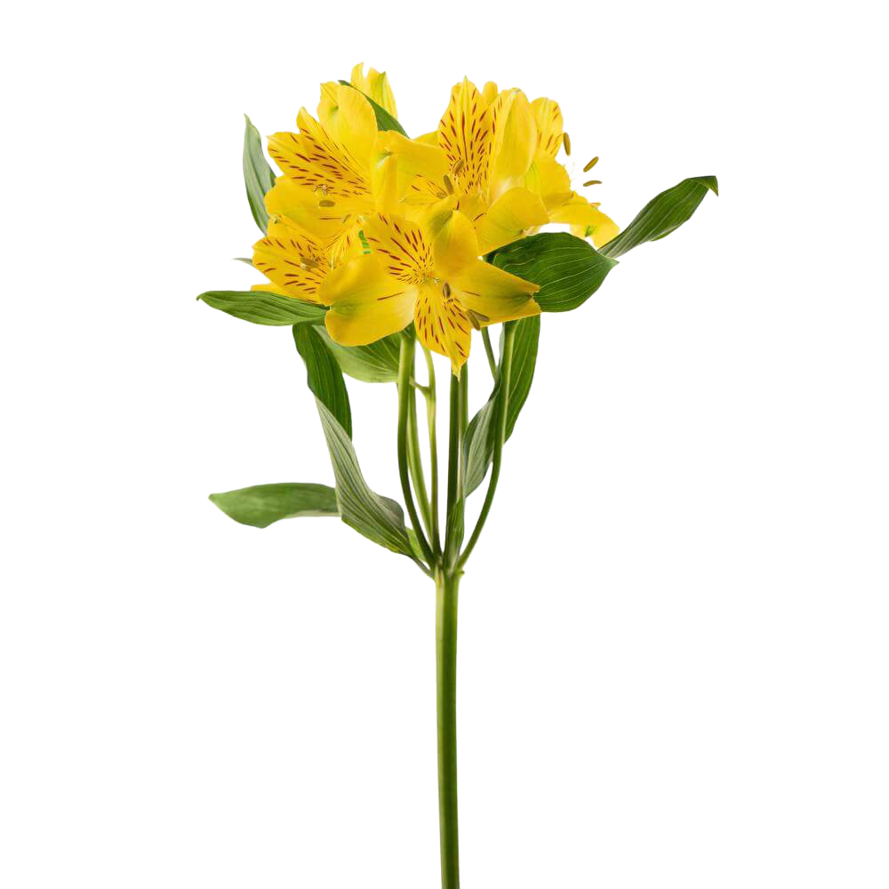 Alstroemeria
