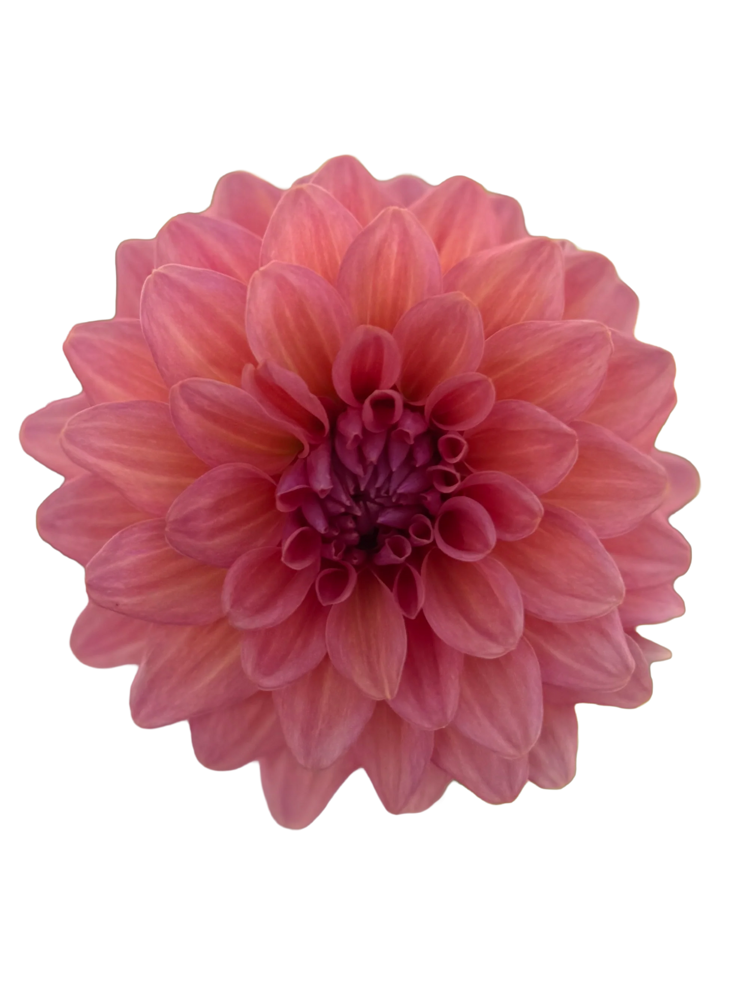 Dahlia