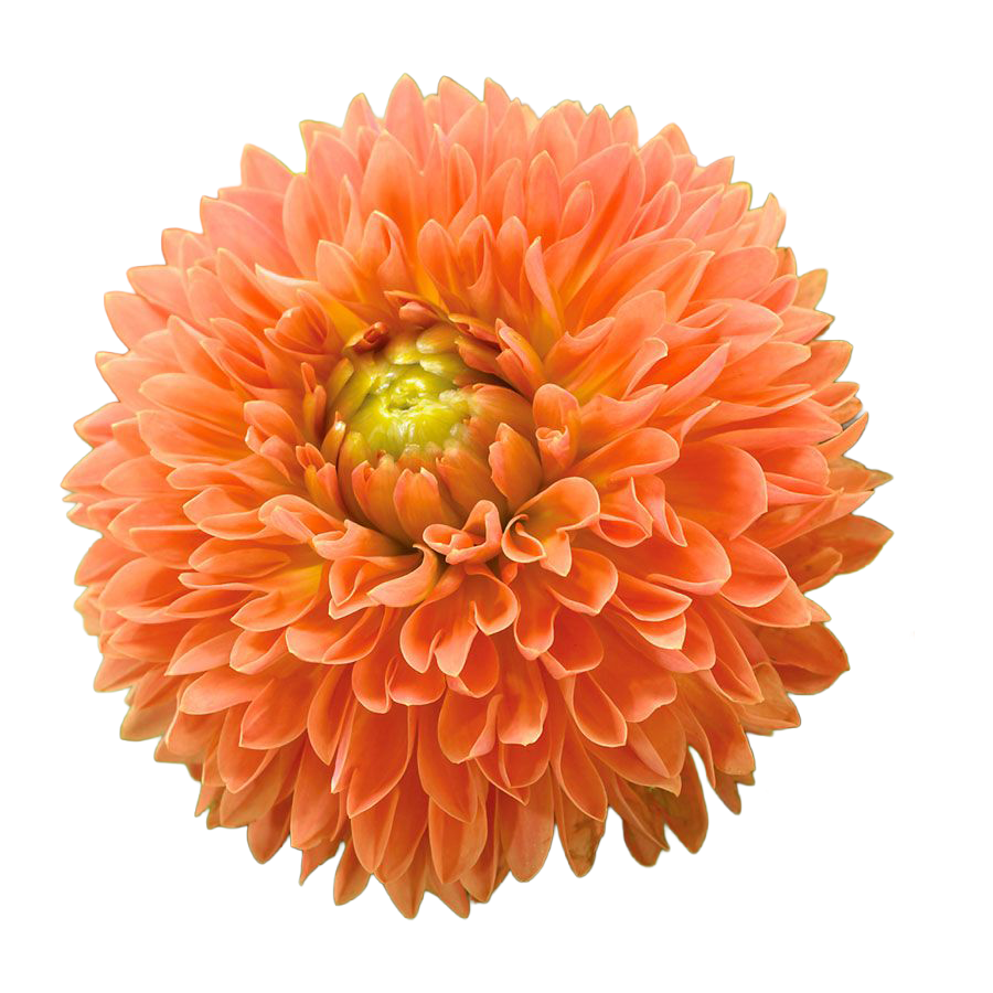 Dahlia