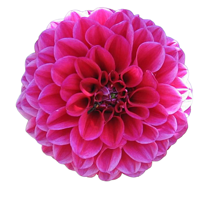 Dahlia