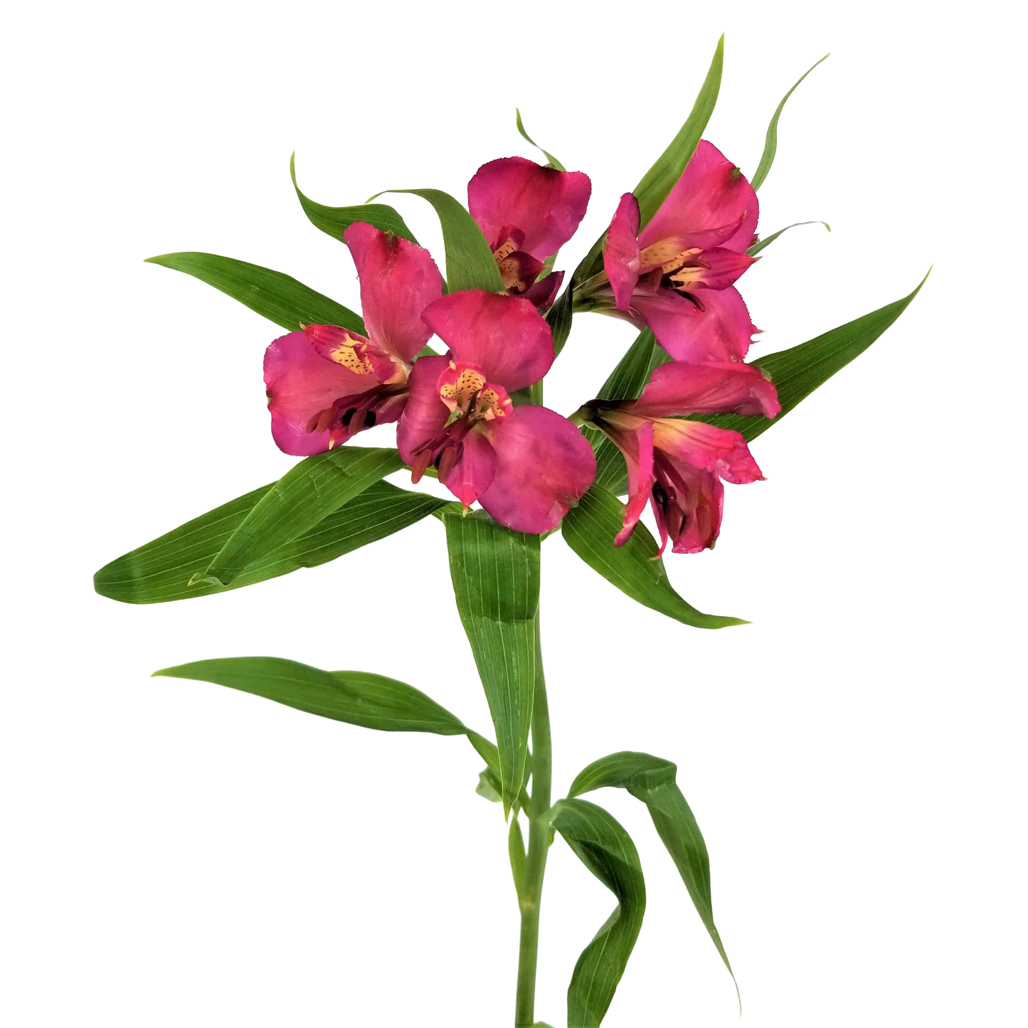 Alstroemeria