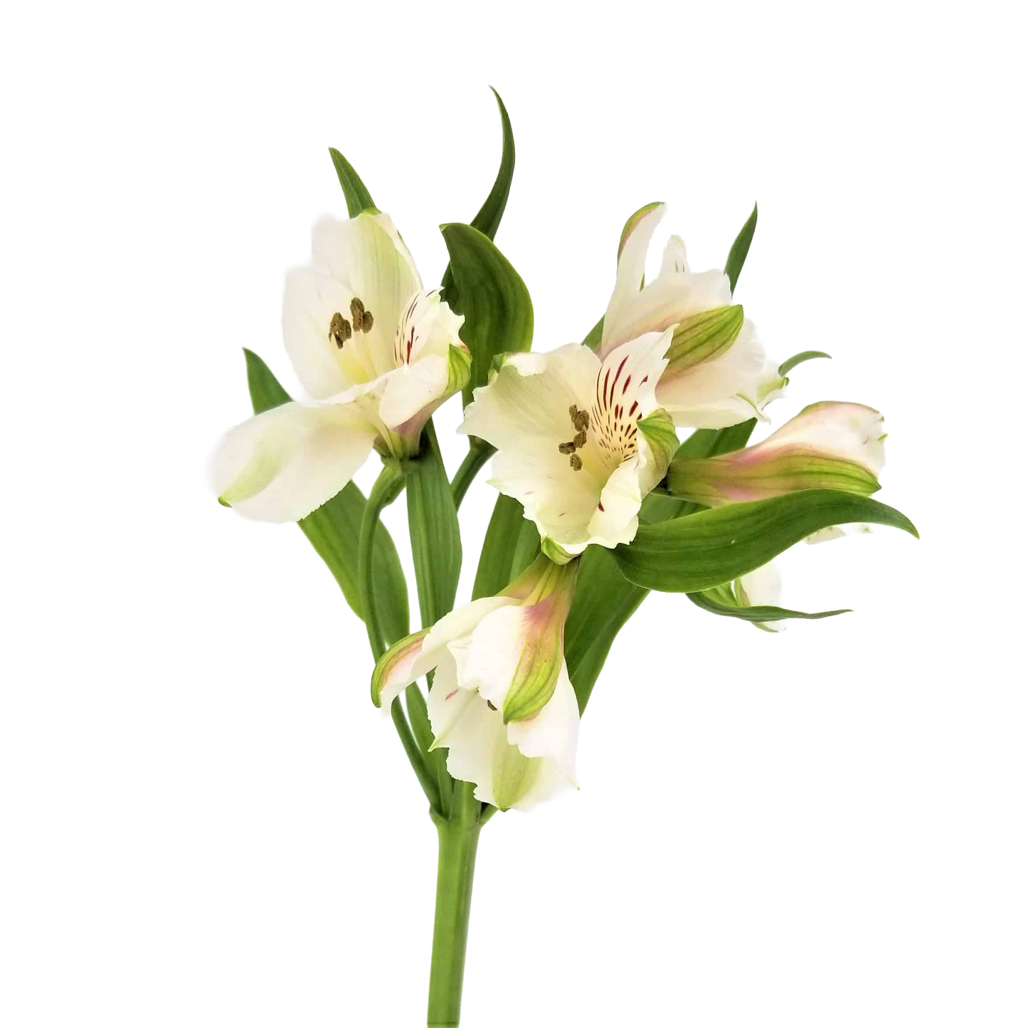 Alstroemeria