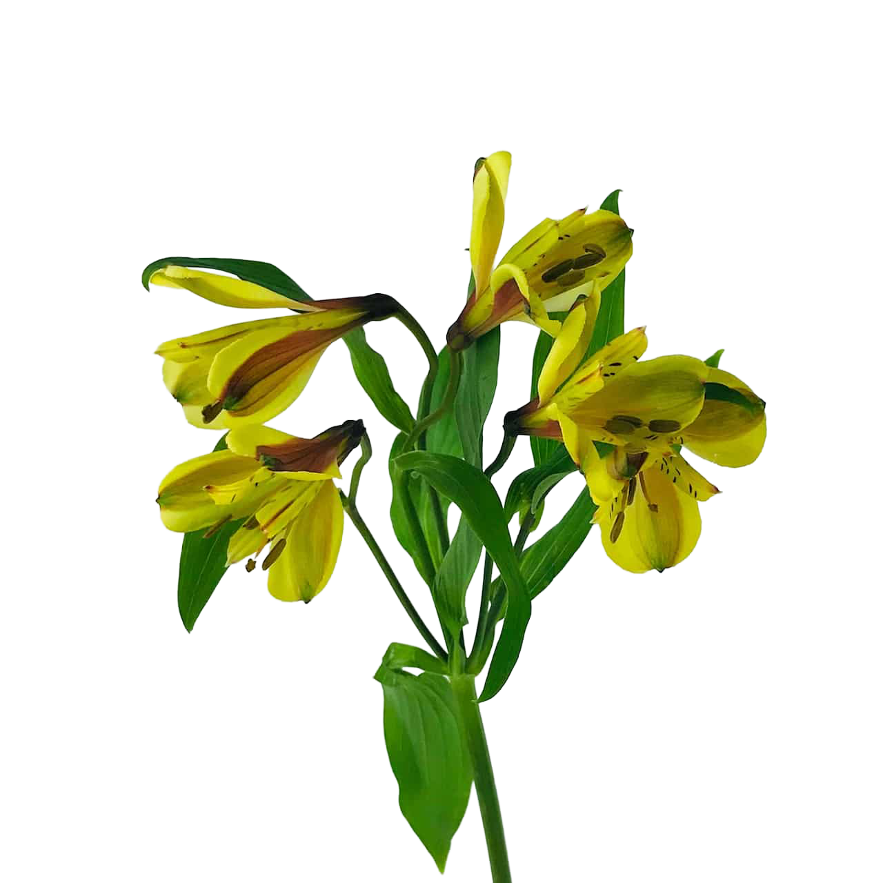 Alstroemeria