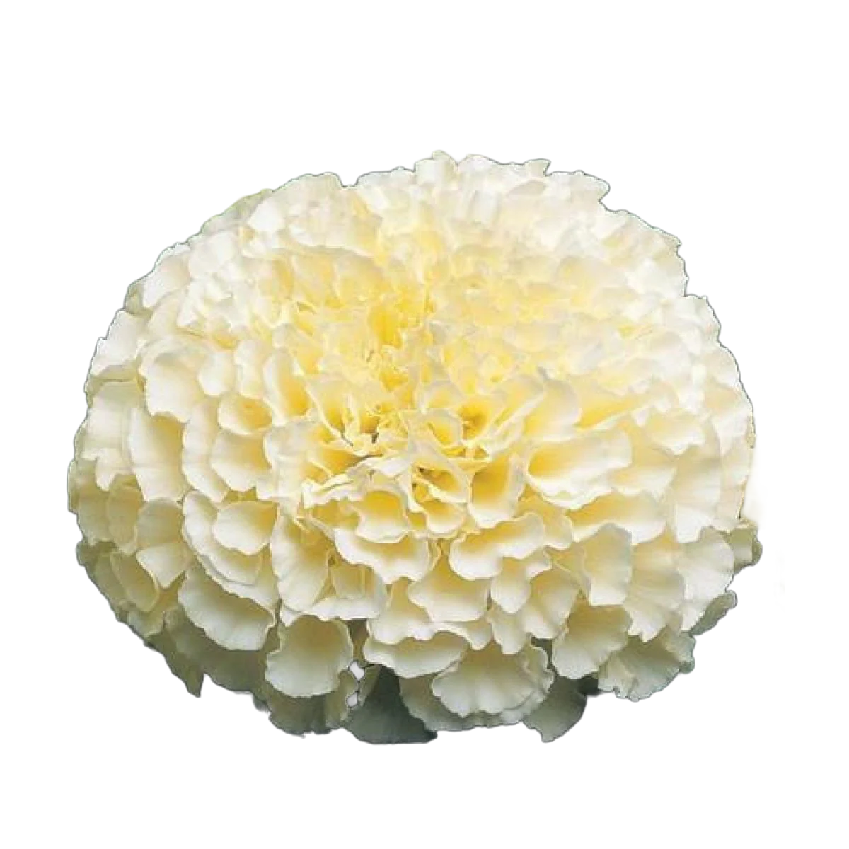 Marigold
