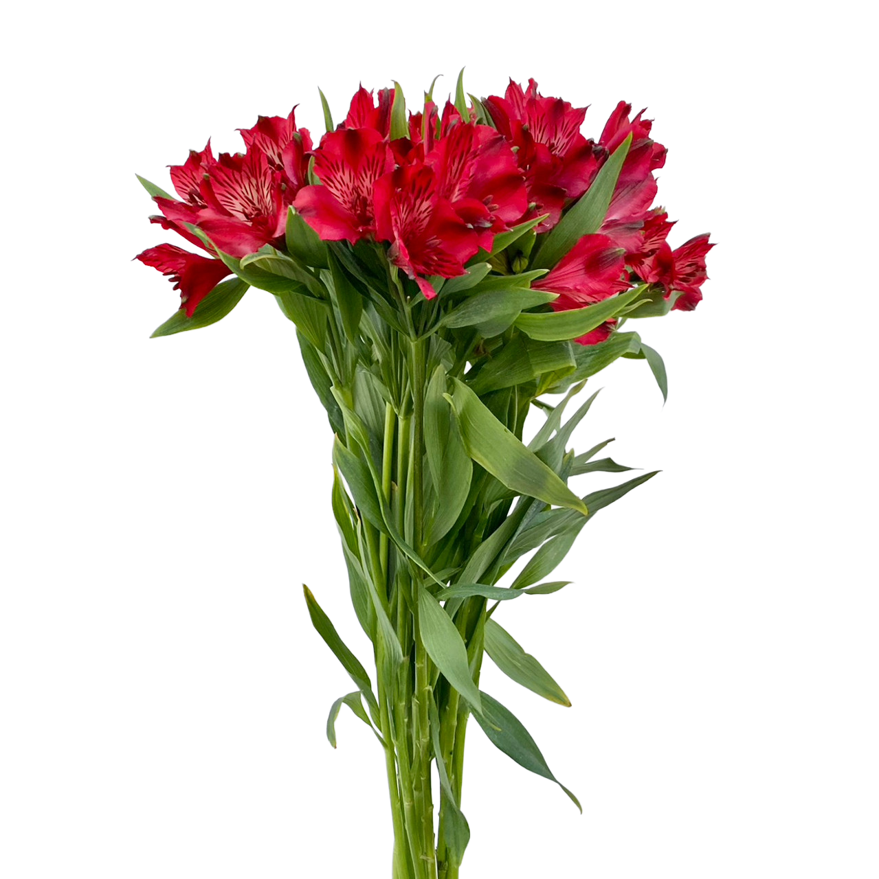 Alstroemeria