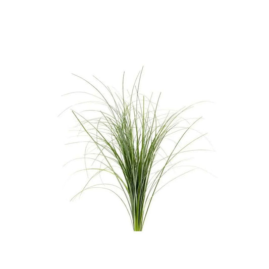 Grass