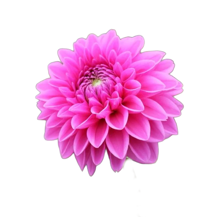 Dahlia