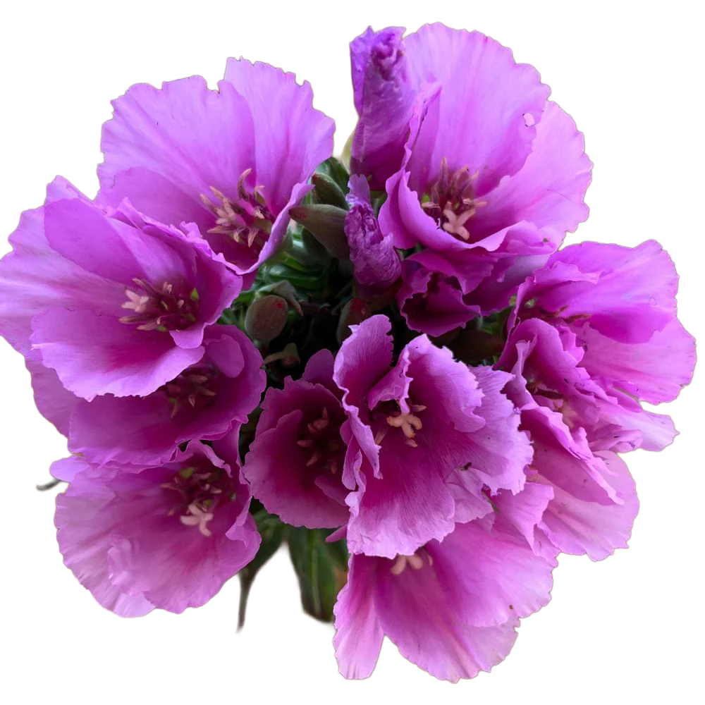 Godetia