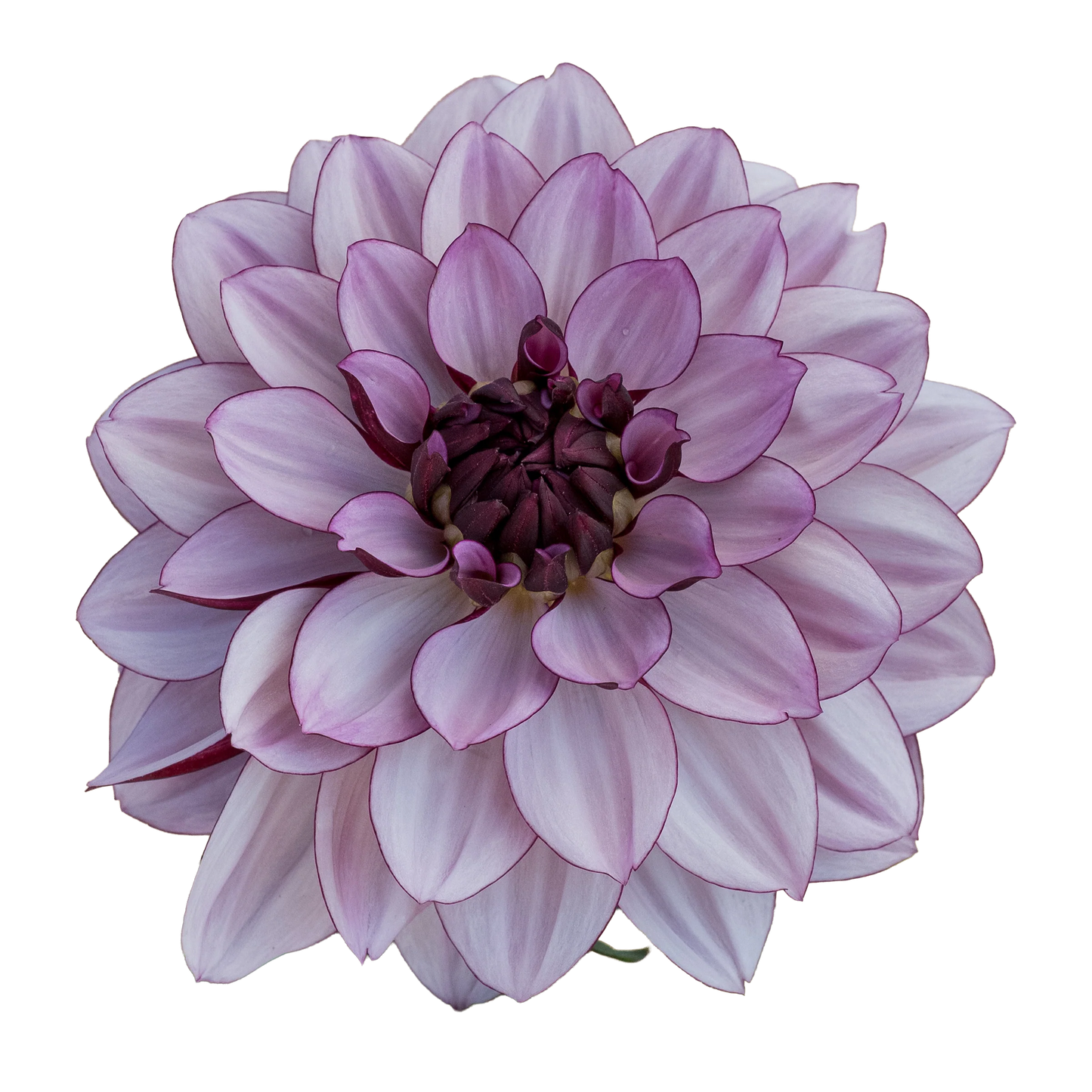Dahlia