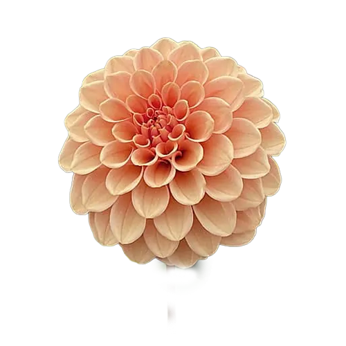Dahlia