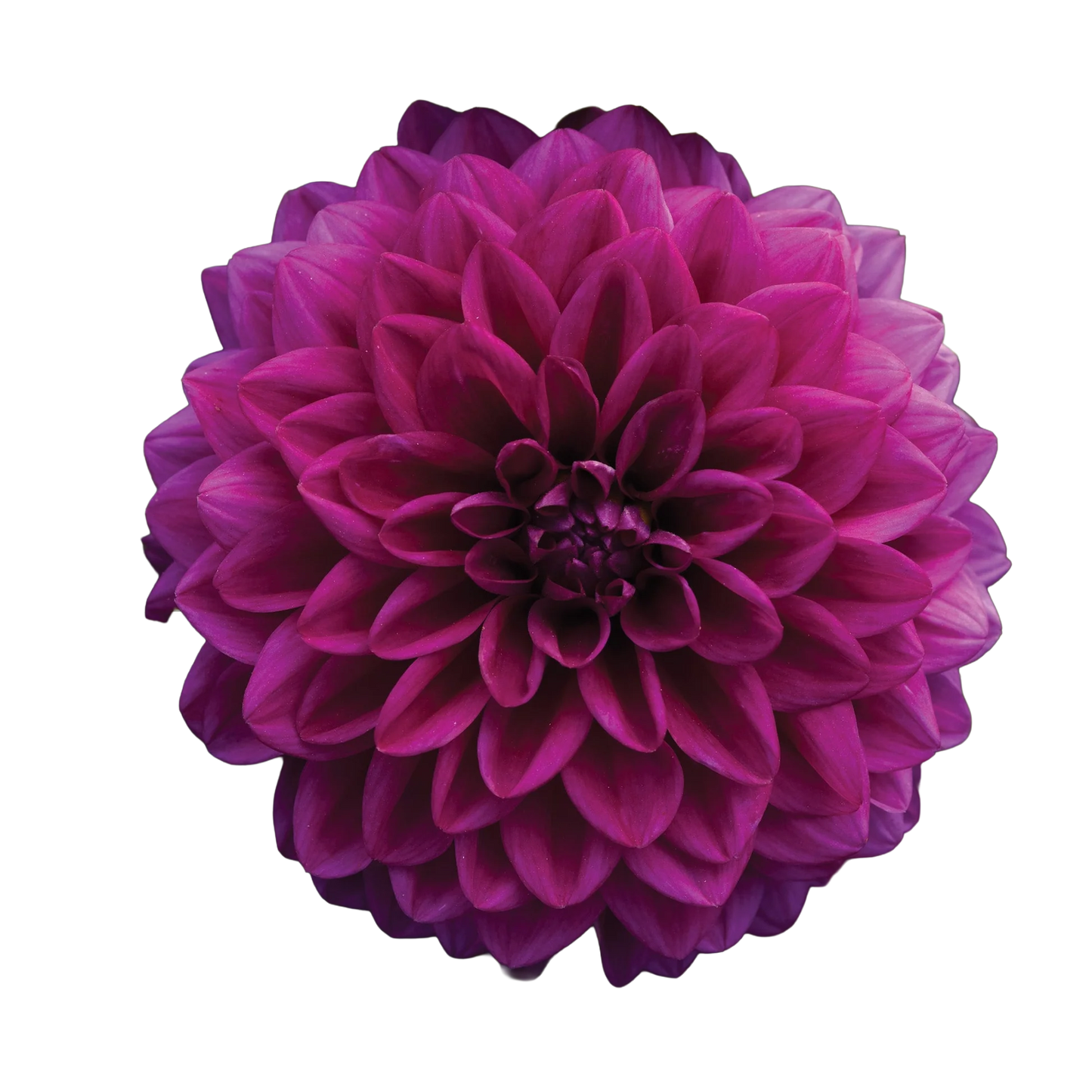 Dahlia