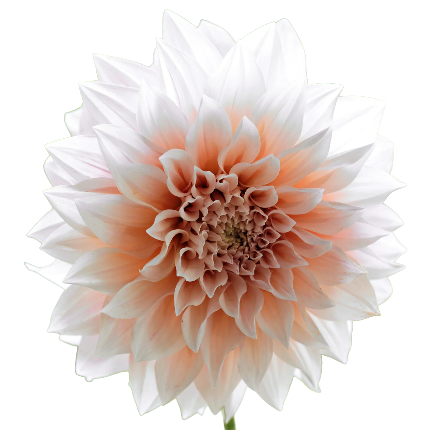 Dahlia
