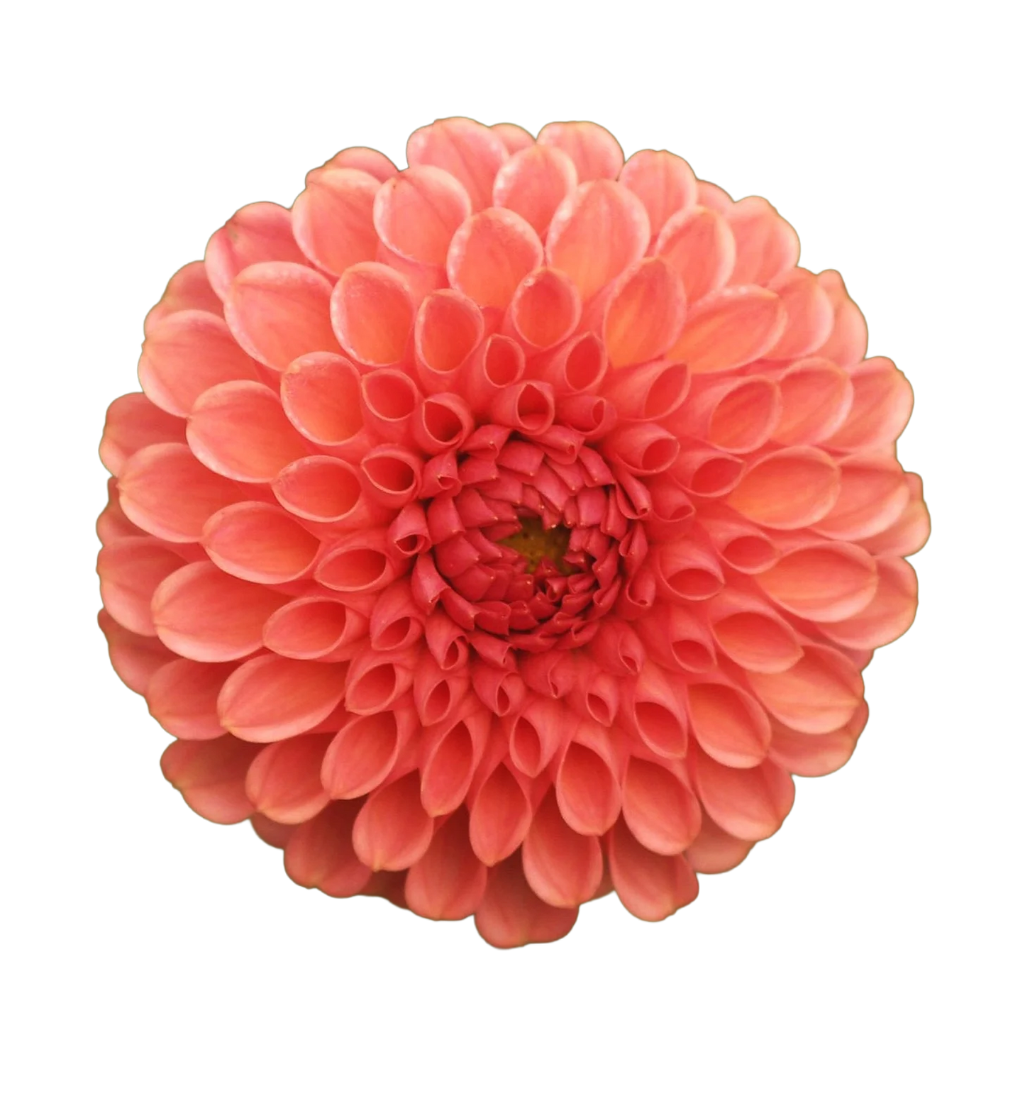Dahlia