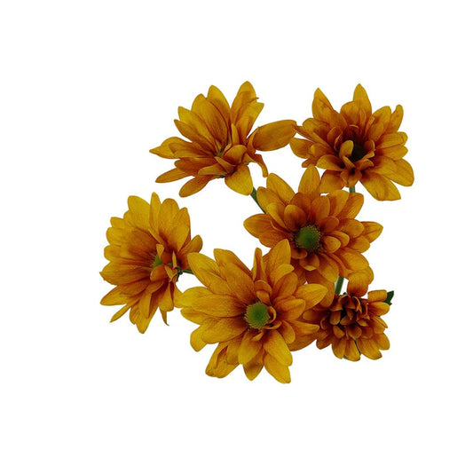 Daisy