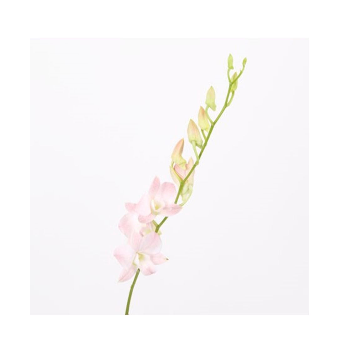 Dendrobium Orchid