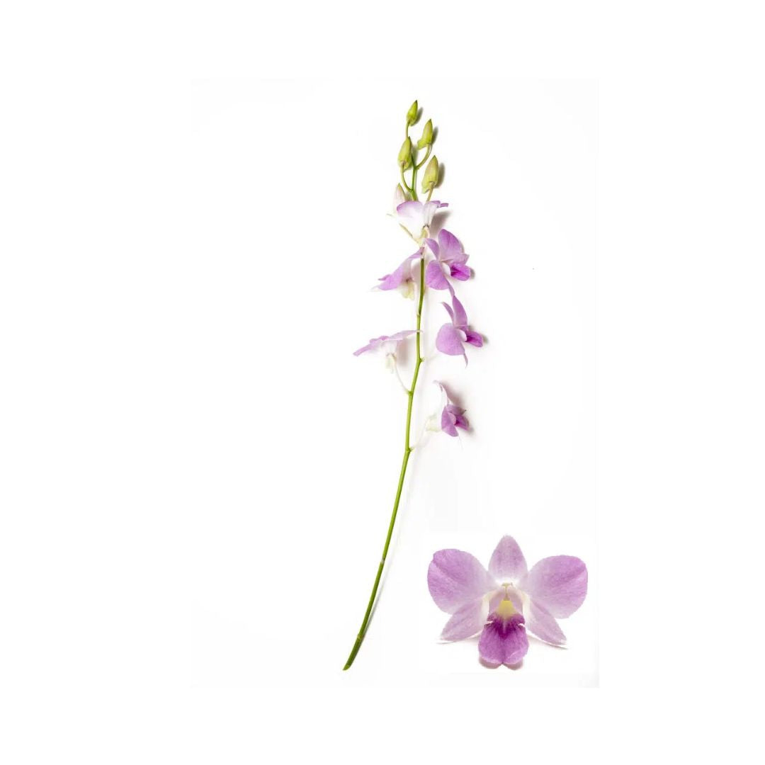 Dendrobium Orchid