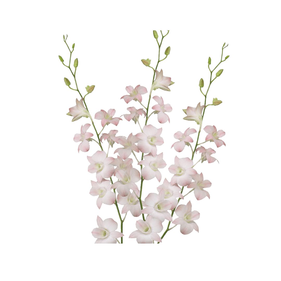 Dendrobium Orchid