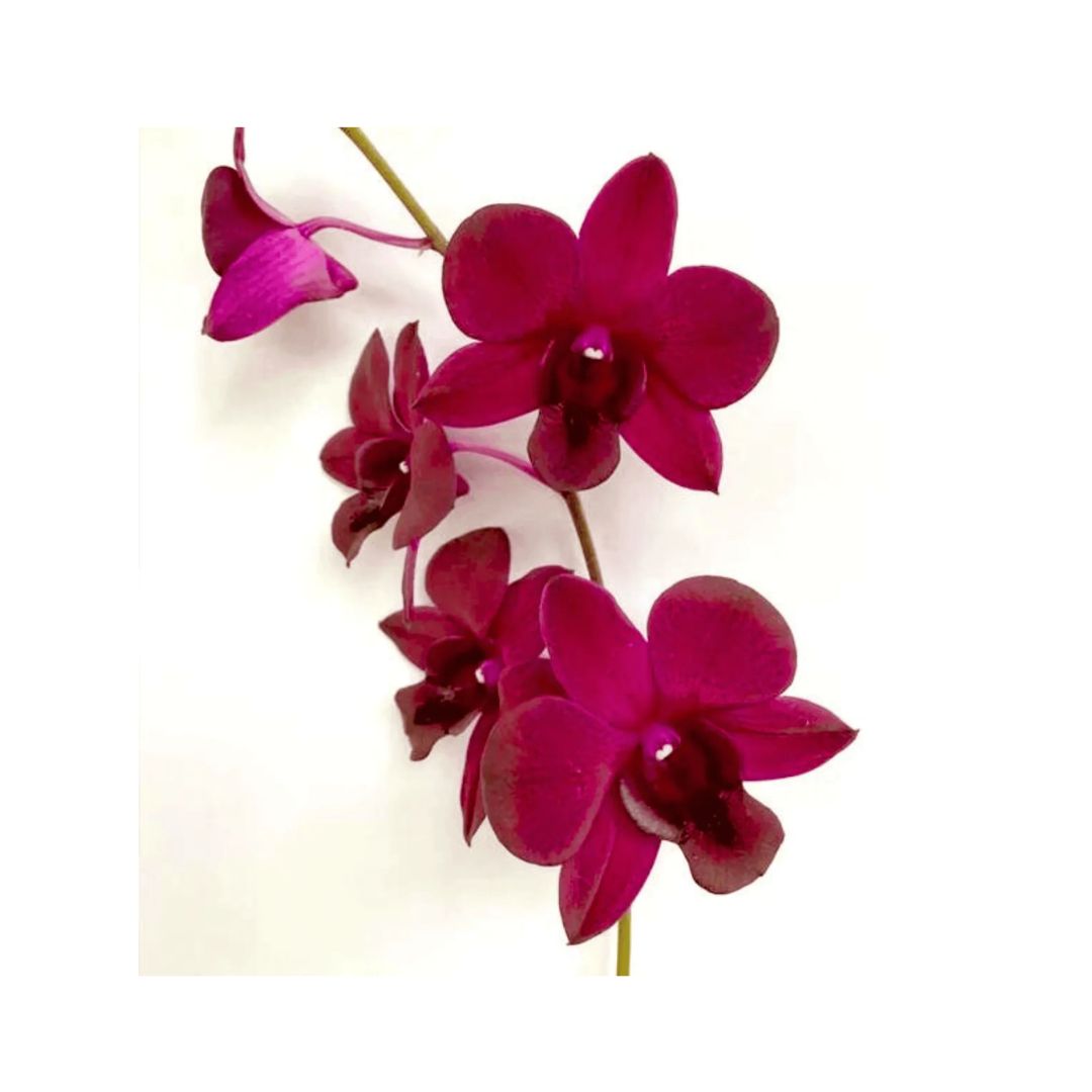 Dendrobium Orchid
