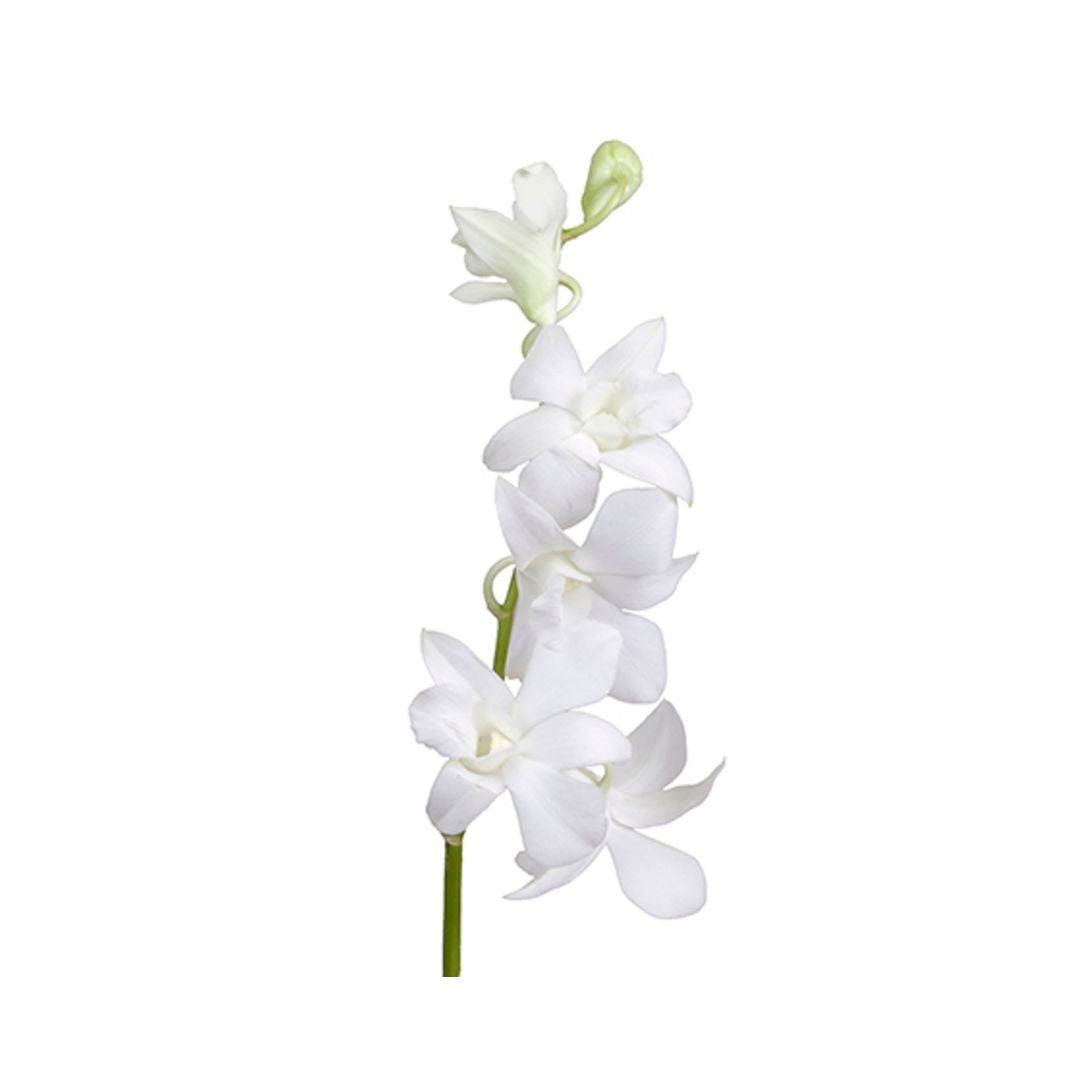 Dendrobium Orchid