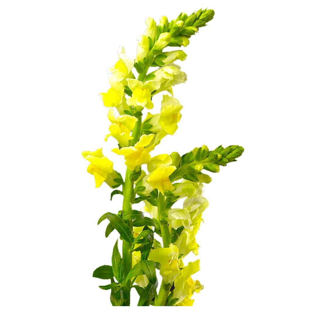 Snapdragon